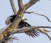 2021 03 28 LillyDaleEagles 001